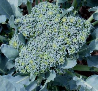 Rare Heirloom Varieties for Growing Broccoli Image